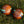 Lawn Bowling